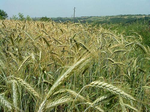 ����������� ���� 2010